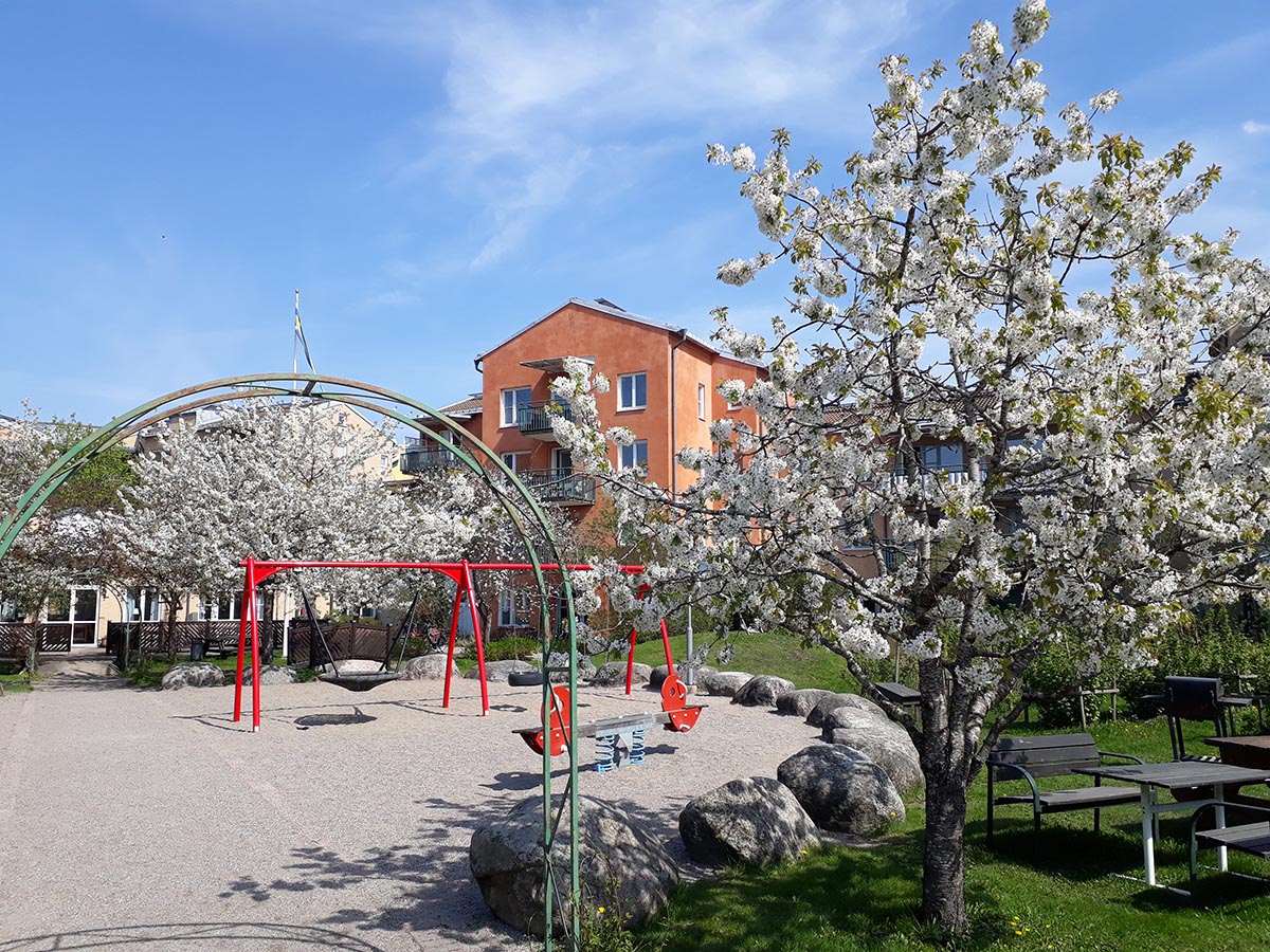 Gårdvy med leklplats och blommande fruktträd